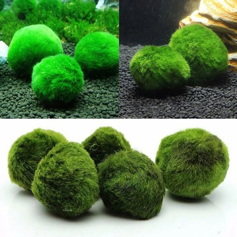 Terrarium Moss Art - 1 Pieza de Bolas de Musgo