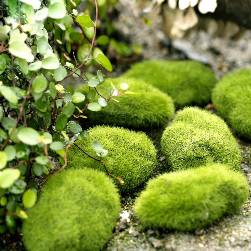 Terrarium Moss Art - Plantas de musgo de espuma de