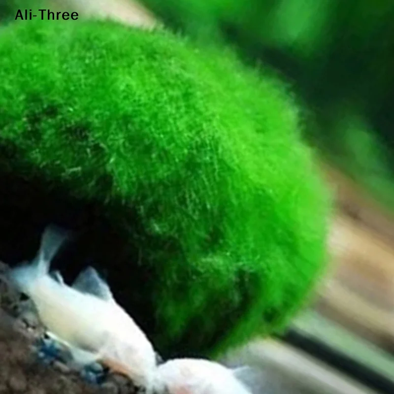 1 Pieza de Bolas de Musgo de 3 - Terrarium Moss Art reseña y precio