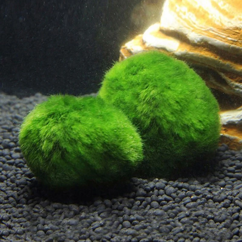 1 Pieza de Bolas de Musgo de 3 - Terrarium Moss Art reseña y precio